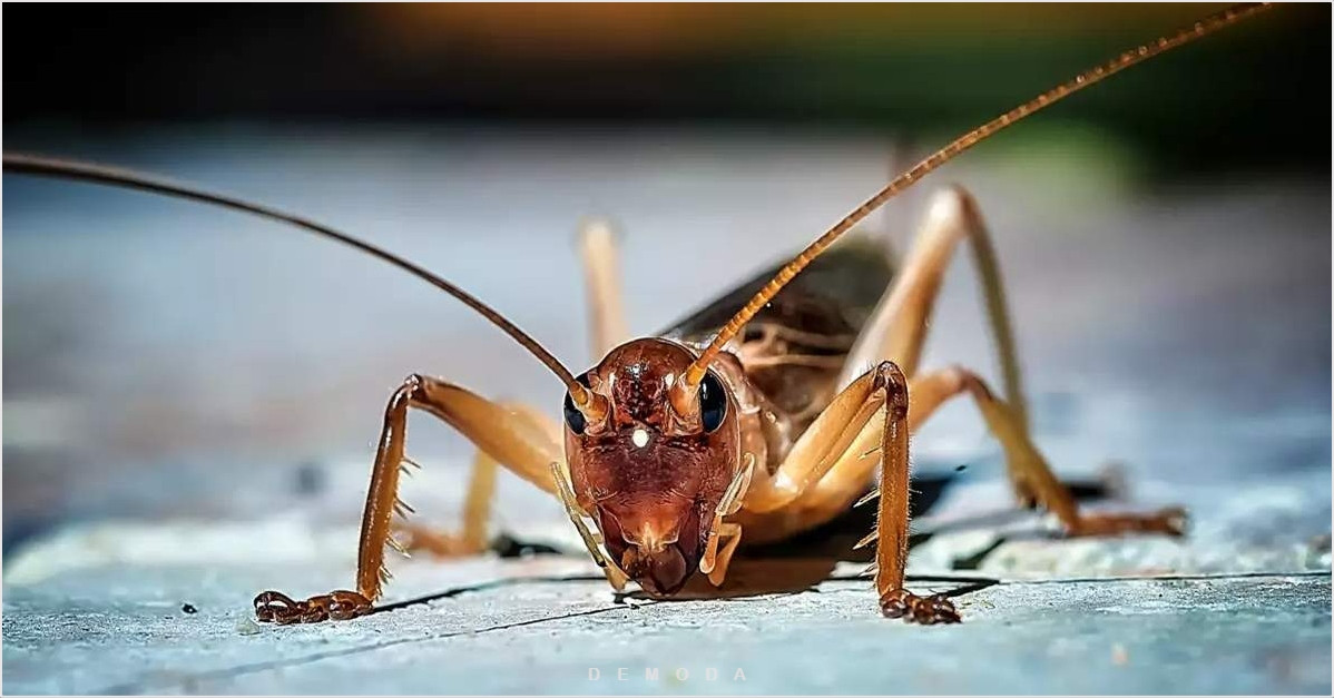 Tuyển chọn hình ảnh con dế mèn chân thực và ý nghĩa Cận cảnh dế mèn với đôi râu dài và chân khỏe