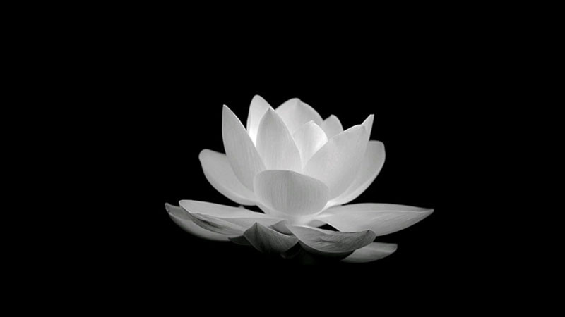 Cận cảnh kết cấu cánh hoa sen trắng đen đầy chiều sâu