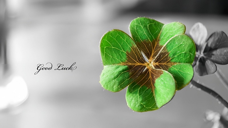 Cận cảnh kết cấu lá cỏ bốn lá trong ảnh 4K