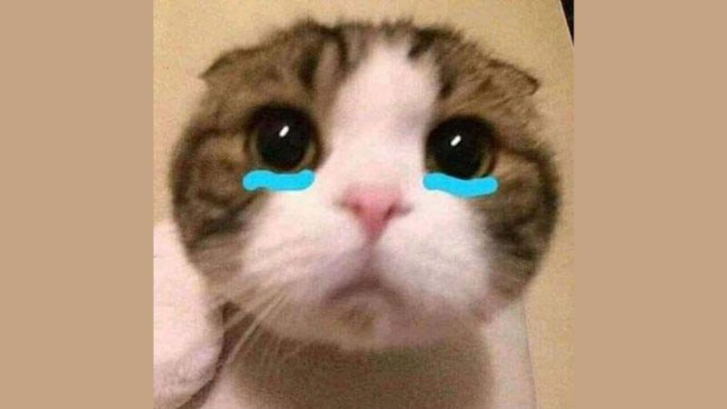 Cận cảnh khuôn mặt chú mèo với đôi mắt ướt át như đang khóc