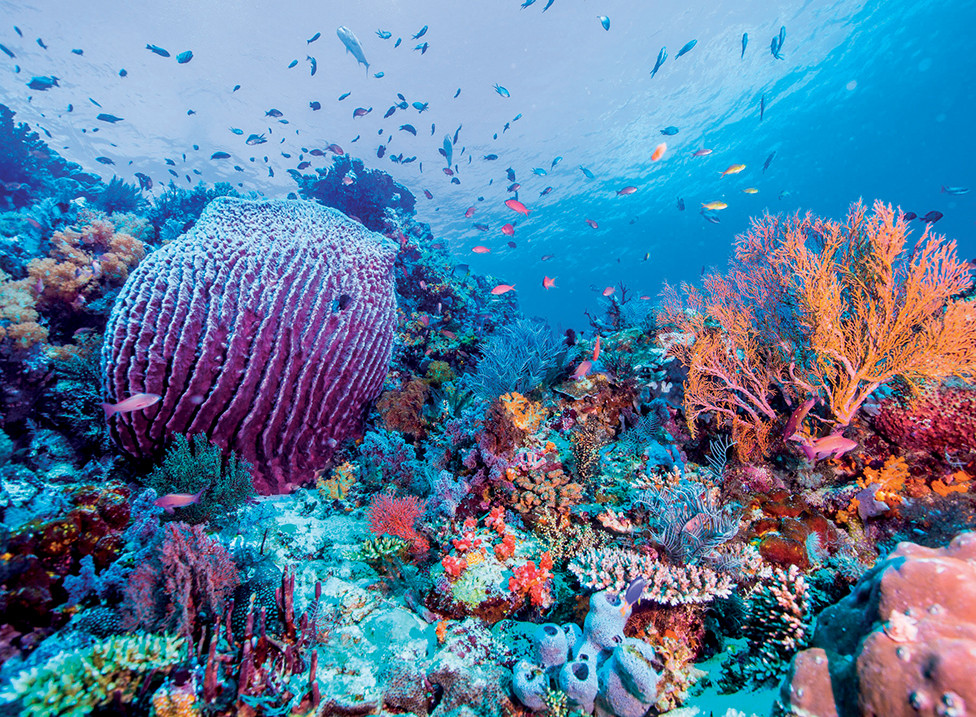 Cận cảnh một loài cá biển với hoa văn độc đáo