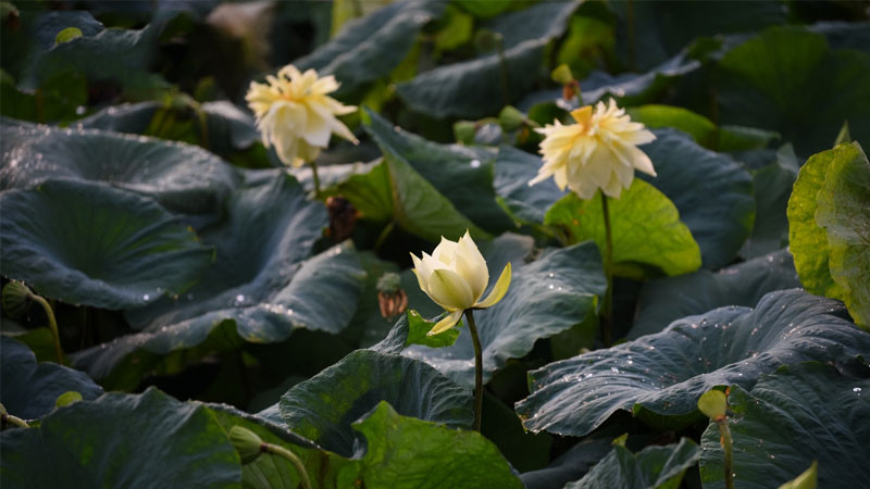 Cận cảnh nhụy vàng và cánh sen màu vàng nhạt