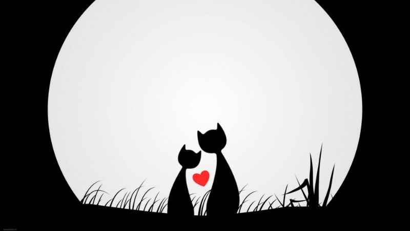 Cận cảnh vân gỗ, tông đen trắng, ảnh màu trắng đen độc lạ