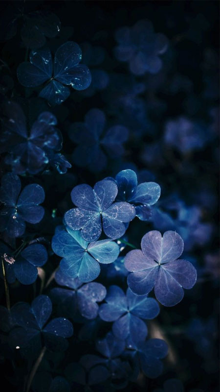 Cảnh biển xanh ngắt tuyệt đẹp làm hình nền điện thoại