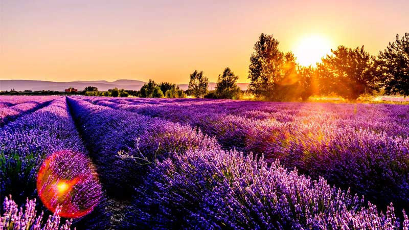 Cảnh bình minh trên sa mạc với cây cô đơn