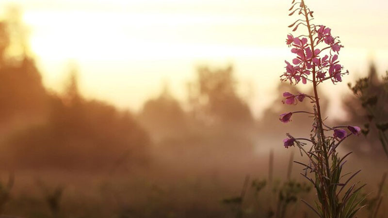 Cảnh bình minh với bóng người dưới ánh nắng sớm