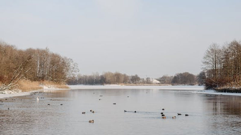 Cảnh buồn mùa đông với tuyết và cây cối mờ ảo