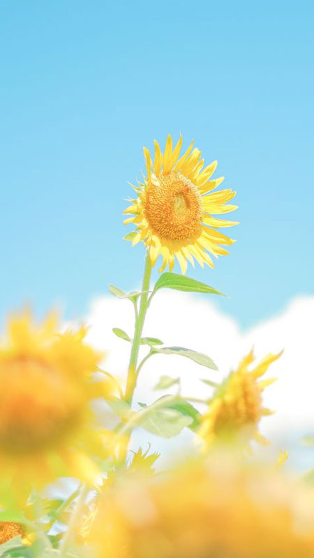 Cánh đồng ảnh hoa hướng dương ngập tràn ánh nắng bình minh