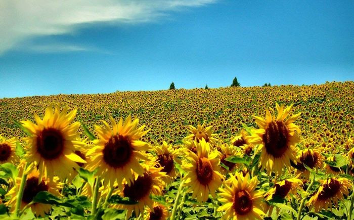 Cánh đồng hoa hướng dương vàng rực rỡ dưới ánh nắng hè chói chang