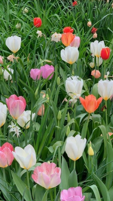 Cánh đồng hoa tulip được trồng tự nhiên và dễ thương