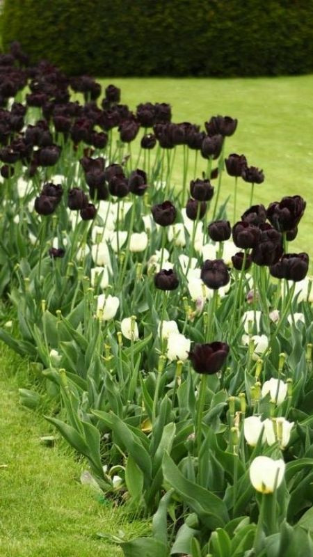 Cánh đồng hoa tulip hồng trắng kiêu kỳ, mạnh mẽ giữa khu vườn