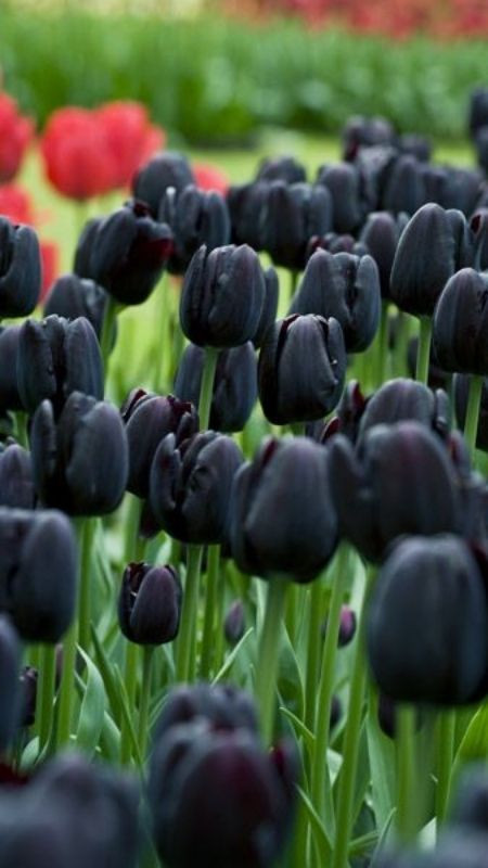 Cánh đồng hoa tulip màu đen cực kỳ nổi bật giữa các màu sắc khác