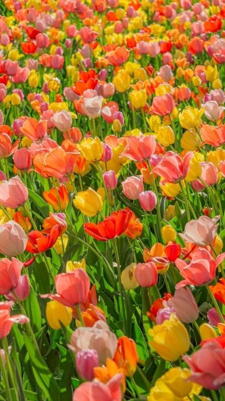 Cánh đồng hoa Tulip rực rỡ của Hà Lan khi vào mùa xuân