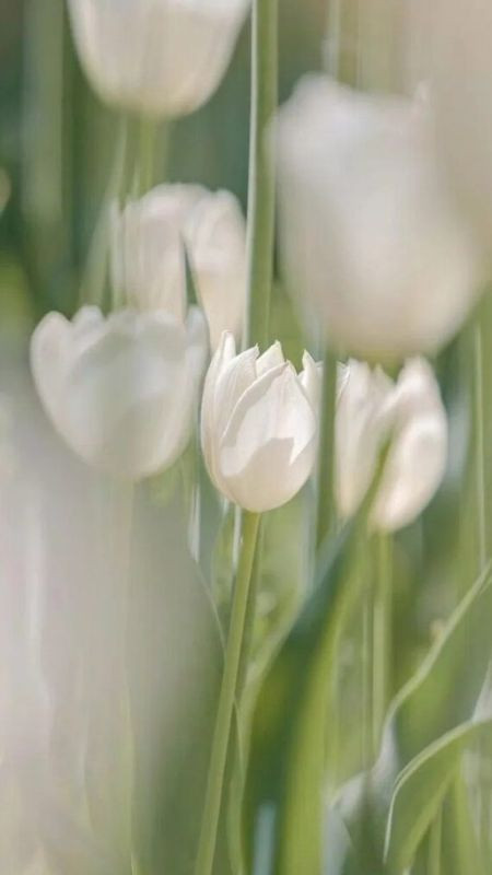 Cánh đồng hoa tulip trắng dưới bầu trời xanh, ảnh màu trắng hoa tulip