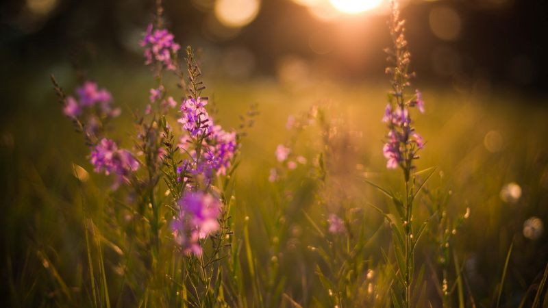 Cánh đồng hoa úa tàn dưới bầu trời xám xịt, thể hiện sự buồn bã và kết thúc