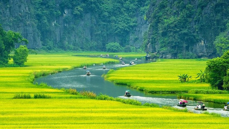 Cánh đồng lúa xanh mướt trải dài bên dòng sông thơ mộng