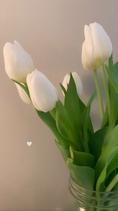 Cánh hoa tulip trắng dưới ánh nắng, ảnh màu trắng hoa tulip