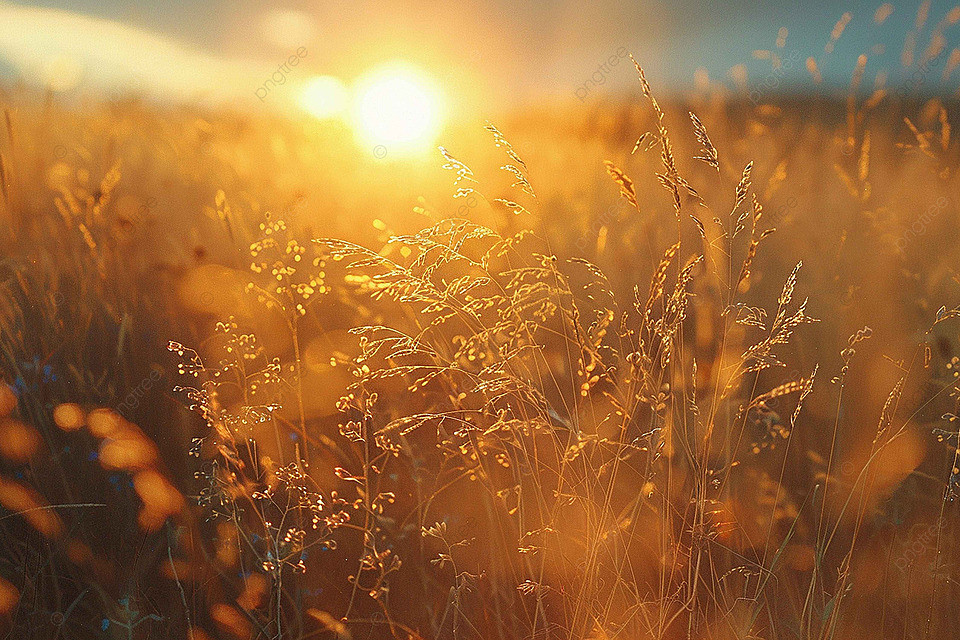 Cảnh hoàng hôn rực rỡ nhuộm vàng đồng cỏ làm hình nền