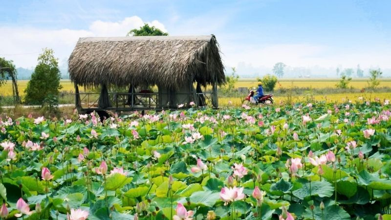 Cảnh hoàng hôn trên cánh đồng lúa chín vàng, xa xa là rặng cây và ngôi nhà đơn sơ