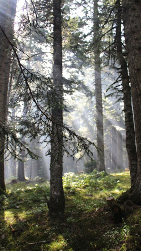 Cảnh mặt trời chiếu qua rừng thông, tạo ra những cột sáng kỳ ảo