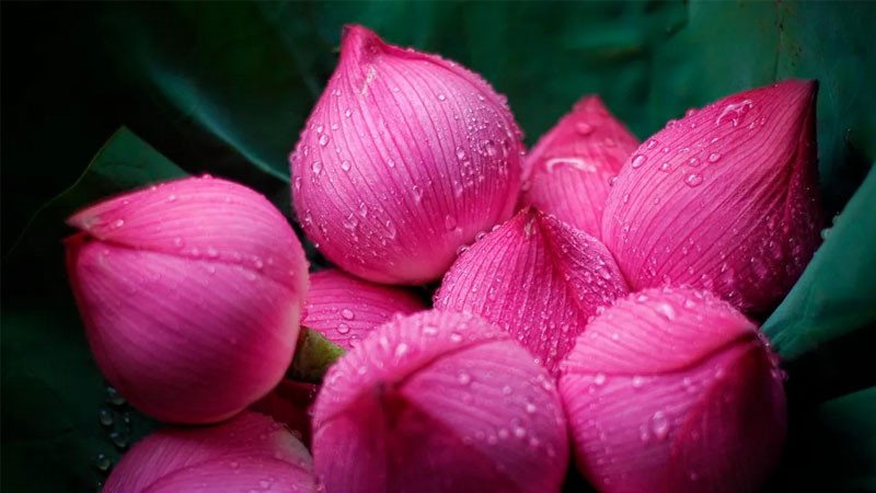 Cánh sen hồng mỏng manh và tinh tế dưới ánh sáng tự nhiên