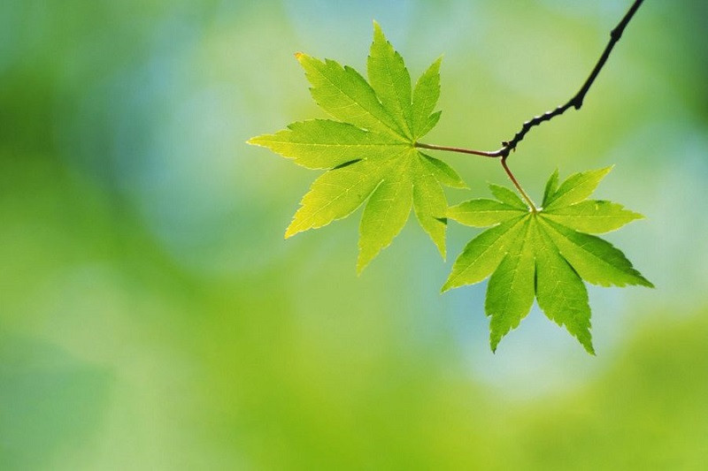 Cảnh sương sớm huyền ảo trên lá cây, ảnh cây xanh lãng mạn