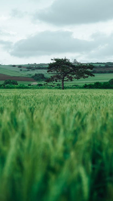 Cảnh thành phố mờ ảo trong sương sớm với hiệu ứng lofi cổ điển