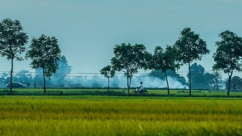 Cảnh toàn cảnh một cánh đồng lúa xanh bát ngát trải dài dưới bầu trời trong xanh