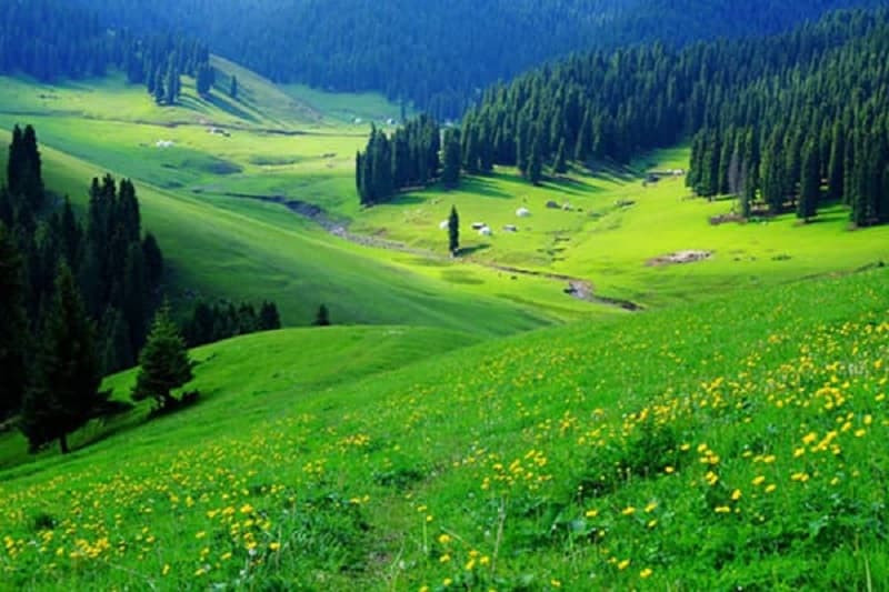 Cây cầu treo giữa rừng cây xanh, ảnh cây xanh phiêu lưu