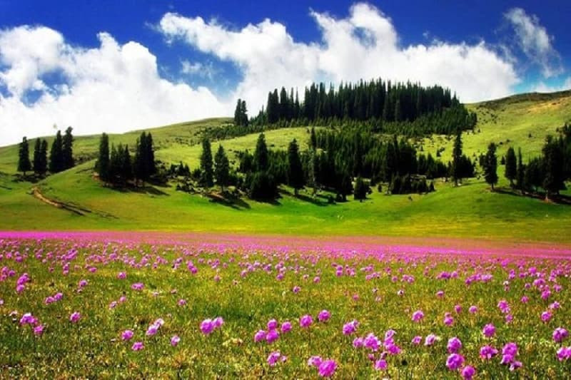 Cây cối soi mình dưới mặt hồ phẳng lặng trong rừng, ảnh cây xanh phản chiếu