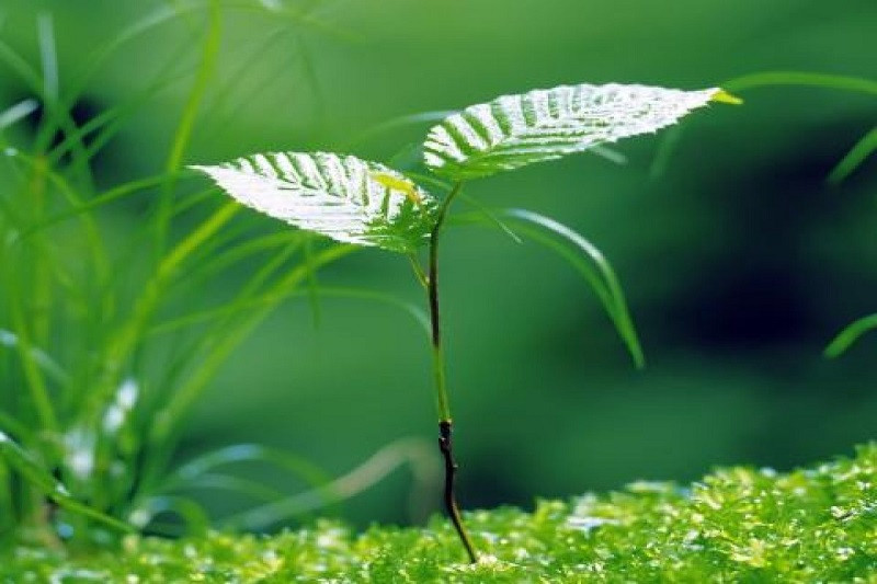 Cây non đứng vững trong nắng sớm, ảnh cây xanh tràn đầy năng lượng