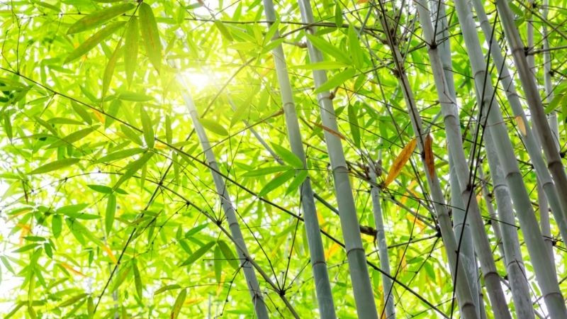 Cây tre Việt Nam gợi nhớ quê hương