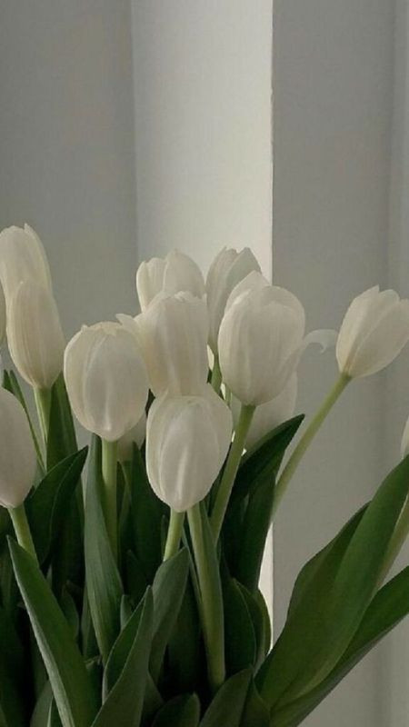 Chậu hoa tulip trắng đặt cạnh cửa sổ, ảnh màu trắng hoa tulip