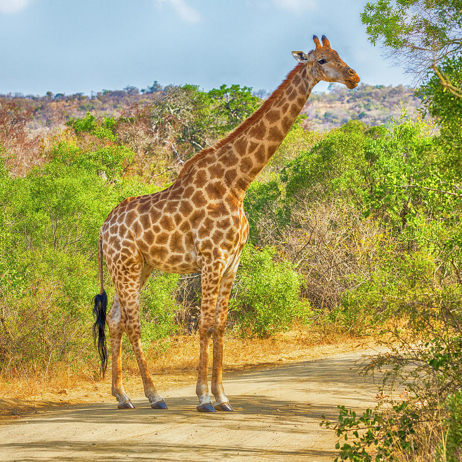 Chiếc cổ dài ấn tượng của hươu cao cổ