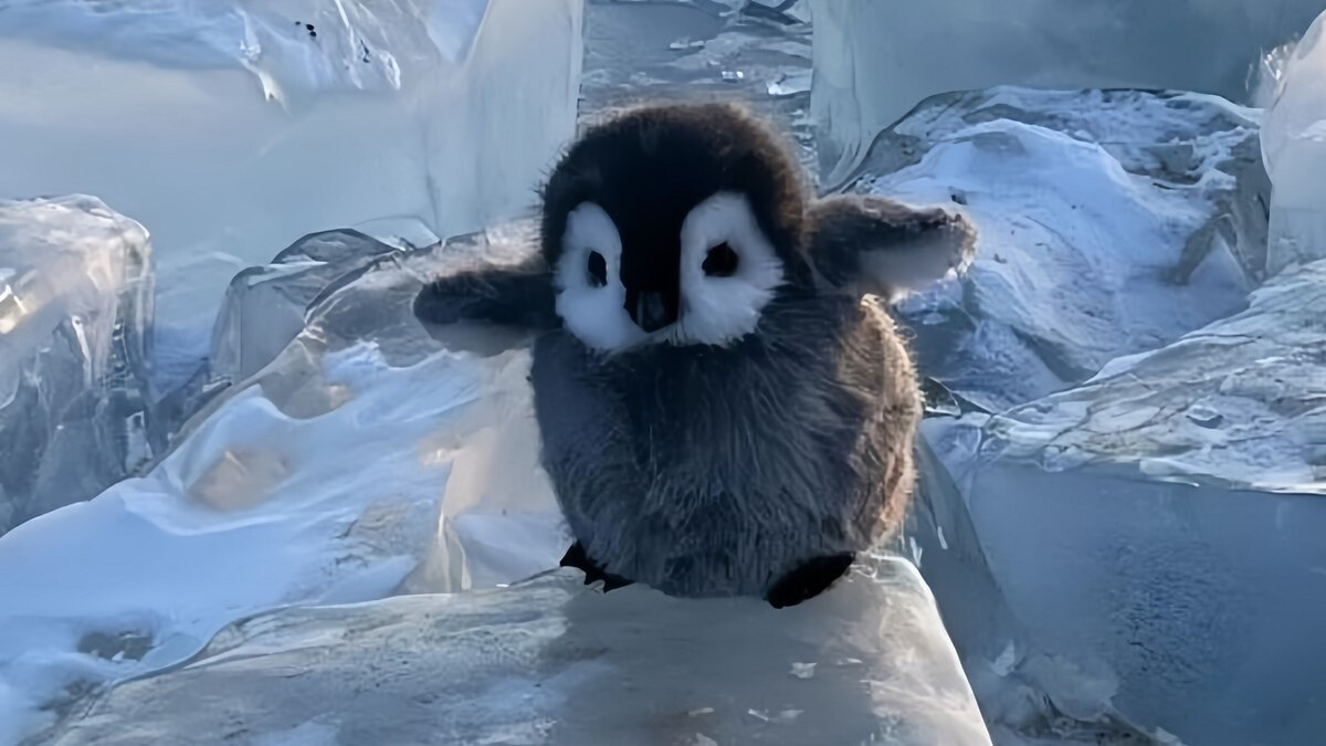 Chim cánh cụt nhỏ bước đi lạch bạch