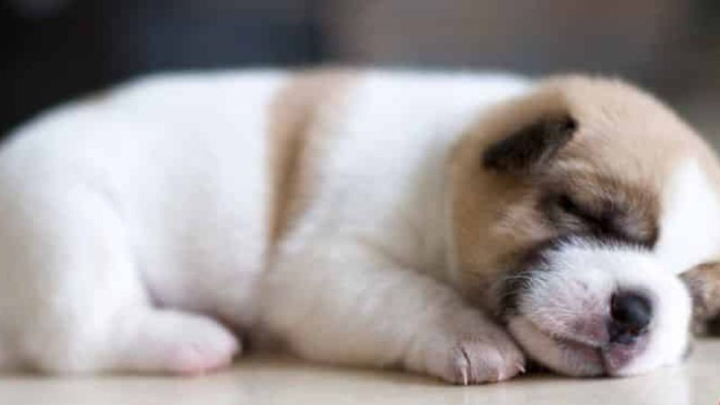 Chó con ngủ gật trong tư thế ngửa bụng hài hước