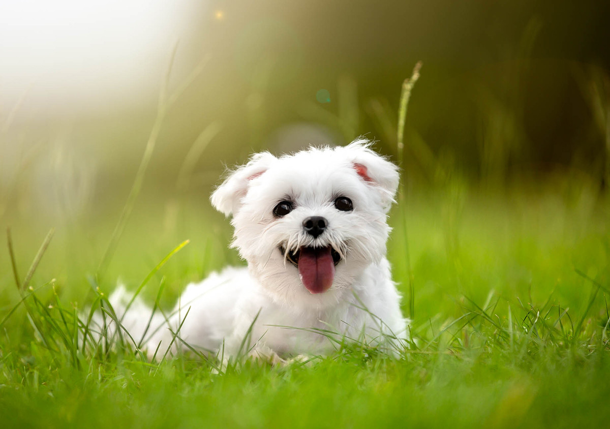 Chó là người bạn đáng yêu của con người