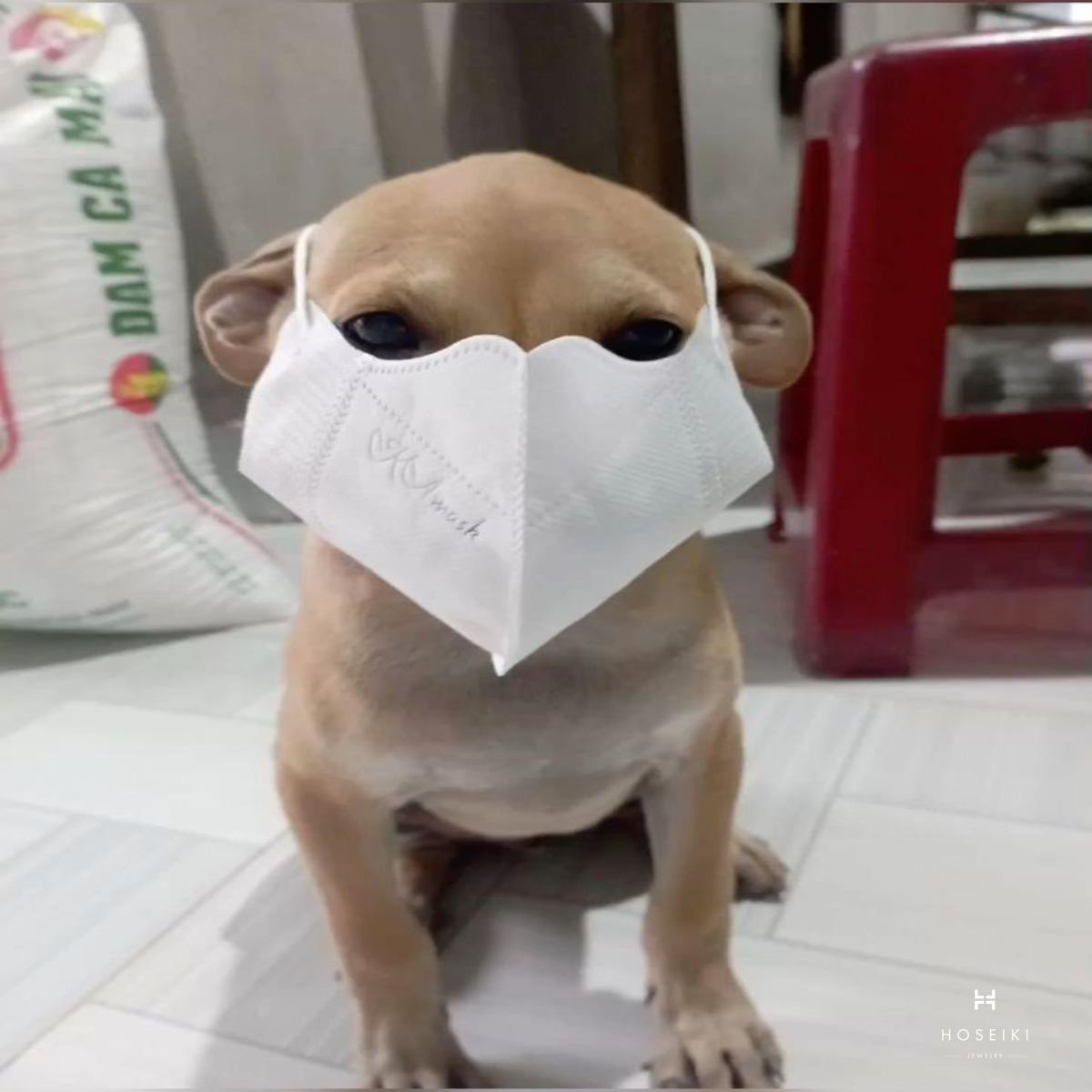 Chó meme với biểu cảm khó hiểu, ngơ ngác