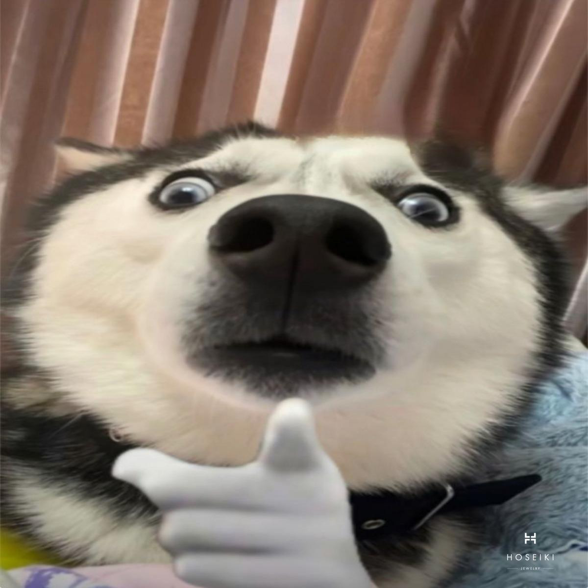 Chó meme với vẻ mặt tự tin quá mức, hài hước