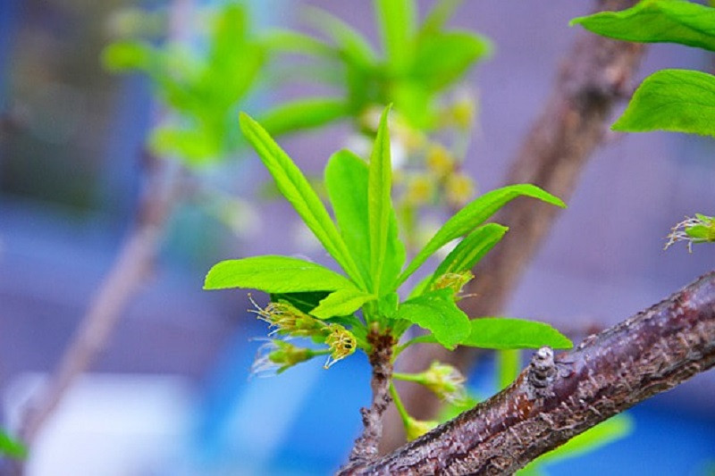 Chồi cây nhỏ vươn lên mạnh mẽ từ đất, ảnh cây xanh khởi đầu