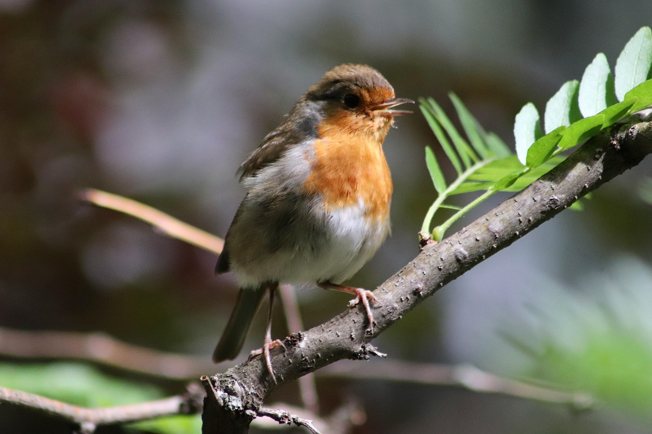Chú chim nhỏ bé, màu sắc rực rỡ đậu trên cành