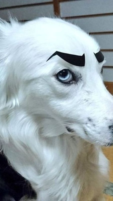 Chú chó có khuôn mặt nhăn nhó, trông như đang khó chịu