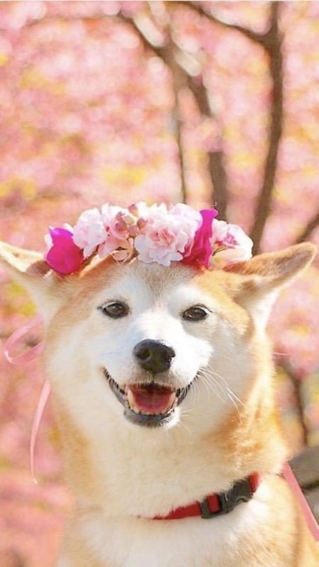 Chú chó con đeo vòng hoa hồng trông rất dễ thương