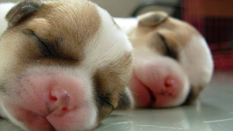 Chú chó con nằm dài trên sàn nhà, vẻ mặt buồn ngủ đáng yêu