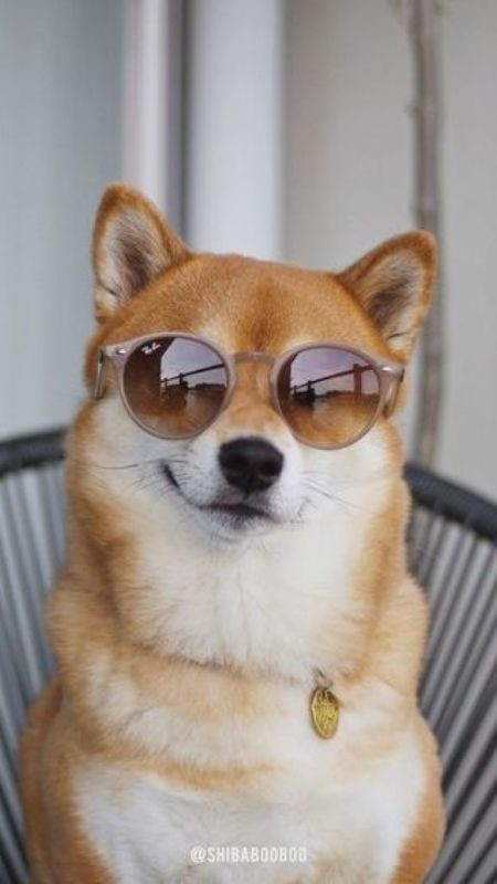 Chú chó đội kính râm, trông rất ngầu nhưng vẫn có nét hài hước