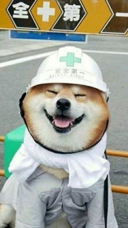 Chú chó đội mũ công nhân và có biểu cảm khó chịu