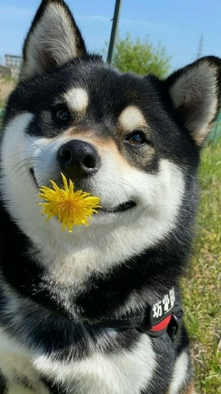 Chú chó được đội khăn rằn, ngậm hoa và có biểu cảm hài hước