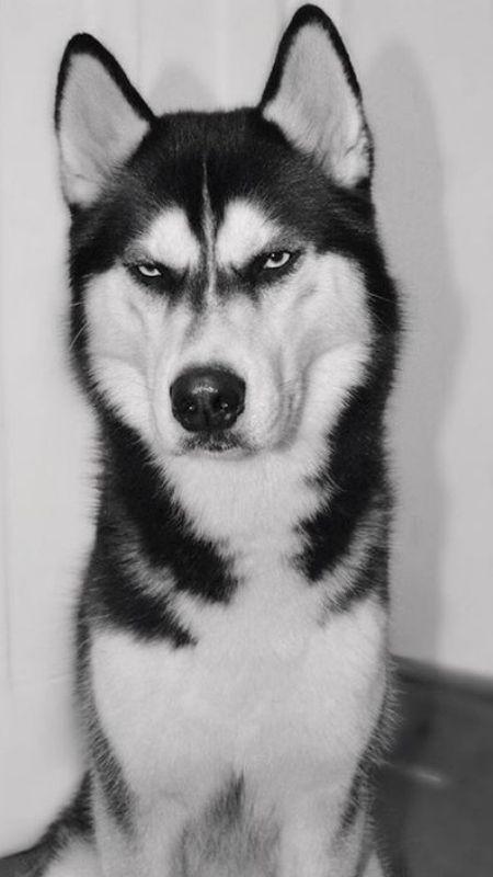 Chú chó Husky với khuôn mặt ngáo đặc trưng, trông đầy suy tư