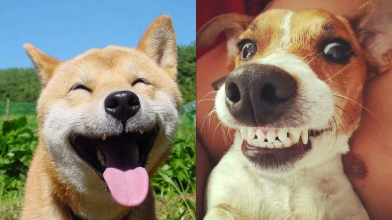 Chú chó Husky với vẻ mặt giải trí