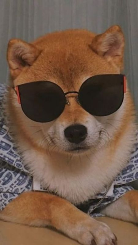 Chú chó mặc đồ và đeo kính, trông như một quý ông lịch lãm nhưng hài hước